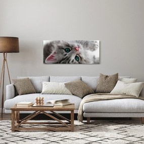 Obraz - Mačka so zelenými očami (120x50 cm)