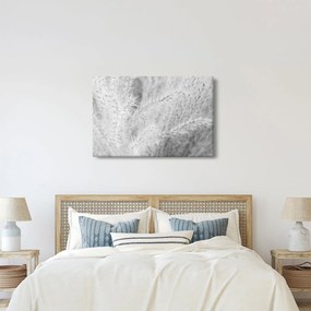 Obraz - Pampas grass N⁰1 (90x60 cm)