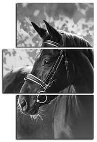 Obraz na plátne - Čierny kôň - obdĺžnik 7220QD (120x80 cm)