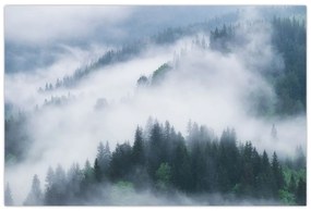 Obraz - Stromy v hmle (90x60 cm)