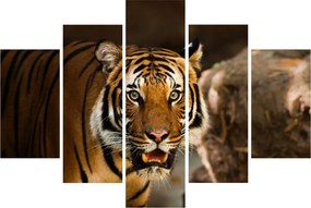 Obraz tigra (150x105 cm)