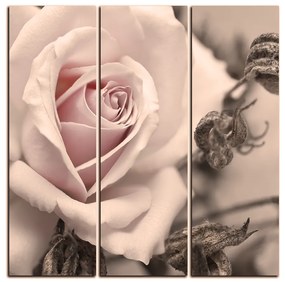 Obraz na plátne - Ruža a uschnuté rastliny - štvorec 3225FB (105x105 cm)