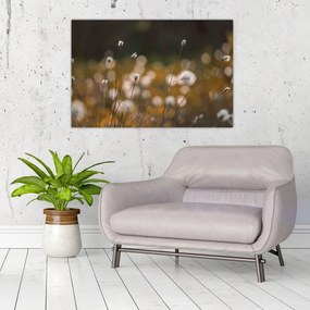 Obraz - Lúka s cottongrass N⁰2 (90x60 cm)