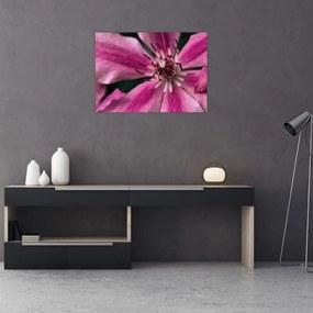 Sklenený obraz ružového kvetu plamienku (70x50 cm)