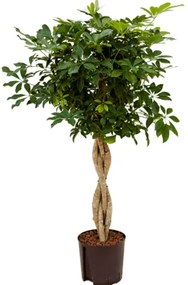 Schefflera arboricola "Compacta" 22/19 výška 120 cm