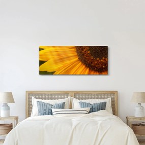 Obraz - Slnečnica (120x50 cm)