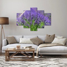 Obraz - levanduľa (150x105 cm)