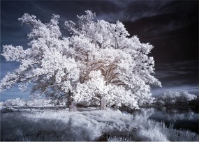 Sklenený obraz - Snehobiely strom (70x50 cm)