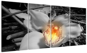Kvet na čiernobielom pozadí - moderný obraz