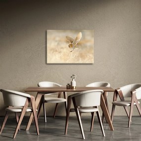 Obraz - Sova pálená (70x50 cm)