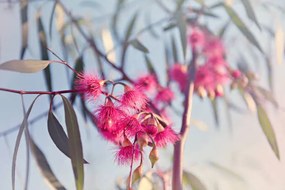 Fotografia Crimson eucalyptus flowers bursting into bloom, Sharon Lapkin