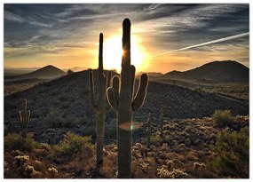 Sklenený obraz - kaktusy v slnku (70x50 cm)