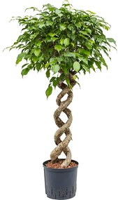 Ficus benjamina spiral double 22/19 v 120 cm