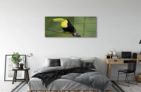 Obraz na akrylátovom skle Farebné papagáj na vetve 120x60 cm