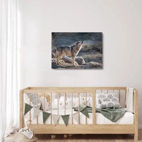 Sklenený obraz - Vyjúci vlk (70x50 cm)