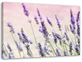 Obraz na plátně Levandule Přírodní květiny - 90x60 cm