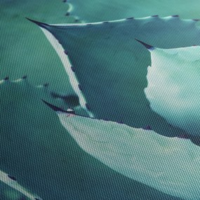 Obraz - Sukulent (70x50 cm)