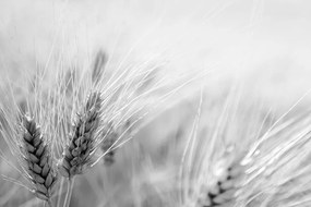 Samolepiaca fototapeta pšeničné pole v čiernobielom prevedení - 375x250