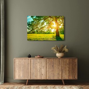 Obraz - Slnečný les (90x60 cm)