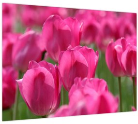 Sklenený obraz - Ružové tulipány (70x50 cm)