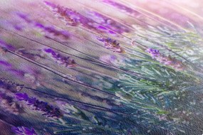 Obraz kúzelné kvety levandule Varianta: 120x80