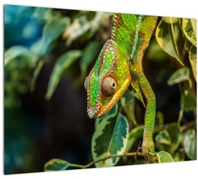 Obraz chameleóna (70x50 cm)