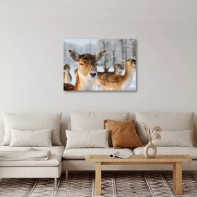 Obraz - Jeleňča (70x50 cm)