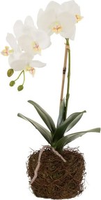 Dekorácia umelá kvetina Orchidea s koreňmi a machom - 23*17*40 cm