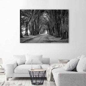 Gario Obraz na plátne Lesná alej stromov Rozmery: 60 x 40 cm