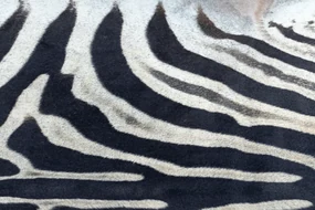 Koberec syntetická koža Zebra,