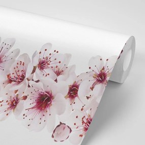 Samolepiaca tapeta čerešňové kvety - 150x100