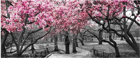 Obraz stromov Magnólie (120x50 cm)