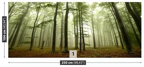 Fototapeta Vliesová Hmlistý les 208x146 cm