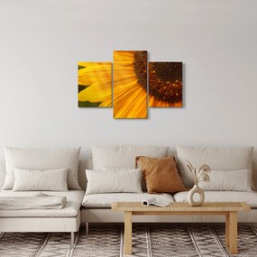 Obraz - Slnečnica (90x60 cm)