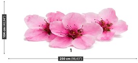 Fototapeta Vliesová Čerešňové kvety 152x104 cm