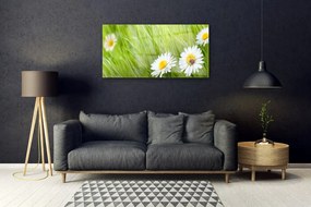 Obraz na skle Tráva sedmokrásky príroda 120x60 cm