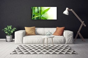 Obraz Canvas Bambus list rastlina príroda 100x50 cm