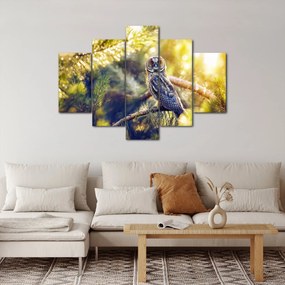 Obraz sovy na strome (150x105 cm)