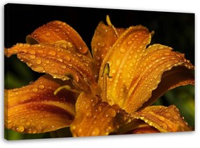 Obraz na plátně Lilie Květina Zlatá příroda - 60x40 cm