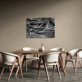 Sklenený obraz - Korene stromu (70x50 cm)