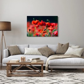 Obraz - vlčie maky (90x60 cm)
