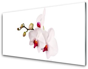 Sklenený obklad Do kuchyne Kvety príroda orchidea 100x50 cm