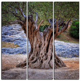 Obraz na plátne - Starý olivovník - štvorec 3181B (105x105 cm)