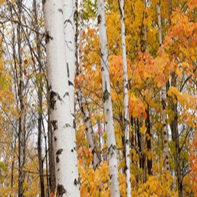 Ozdobný paraván, Březový les na podzim - 145x170 cm, štvordielny, obojstranný paraván 360°
