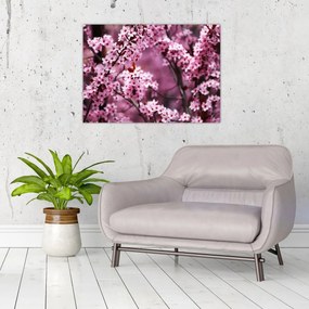 Sklenený obraz - Ružová sakura (70x50 cm)