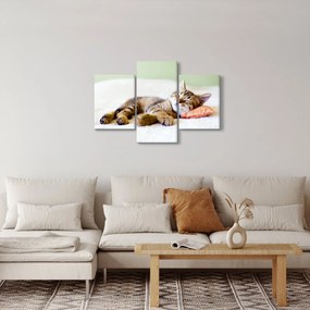 Obraz - Spiace mačiatko (90x60 cm)