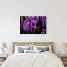 Obraz kvetov tulipánov (90x60 cm)