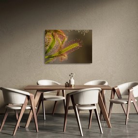 Sklenený obraz rastliny (70x50 cm)
