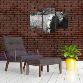 Obraz - Slonia noha (90x60 cm)
