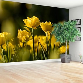 Fototapeta Vliesová Žltý tulipán 416x254 cm